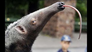 This Anteater Likes Eating Ants And Enjoying Water [upl. by Culbert]