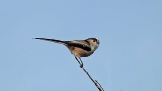 LongTailed Tit Call  Bird Song [upl. by Nesnar]