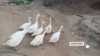 Many Huge of Domestic Big White Duck Geese Birds in My House [upl. by Zamora]