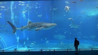 HDOkinawa Churaumi Aquarium 沖縄美ら海水族館 [upl. by Akenehs814]