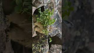 American Pika Ochotona princeps Have you been eating your greens   Observed in Description [upl. by Jeggar]