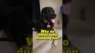 Why do ducks LOVE Boomer Joke Time With Boomer The Dog 386  SHORT dog shorts eating [upl. by Prissie]