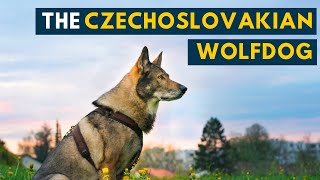 Czechoslovakian Wolfdog Everything About the Closest Breed of Dog to A Wolf You Can Own [upl. by Dygall]