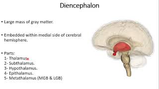 Diencephalon [upl. by Ursulette61]