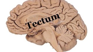 Medical Video Lecture PHYSIOLOGY Tectum  Superior amp inferior Colliculus of midbrain [upl. by Eilssel]