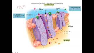 Unit 1 Part 13 Nicotinic and Muscarinic Receptors [upl. by Elva]