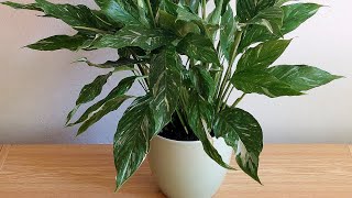 Spathiphyllum Domino [upl. by Harve]