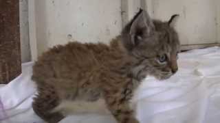 Chips the Baby Bobcat [upl. by Rise]