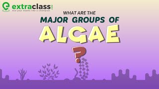 What are the major groups of algae  Biology  Extraclasscom [upl. by Alig]