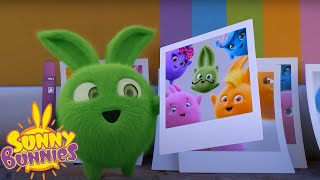 SUNNY BUNNIES  FAMILY TIME COMPILATION  Cartoons for Kids [upl. by Anegue]