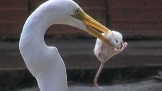 EGRET EATS MOUSE [upl. by Florella]