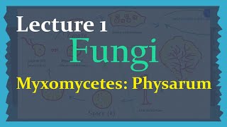 Fungi  Lecture 1 Myxomycetes Physarum  Life cycle  Important Notes [upl. by Orfield]