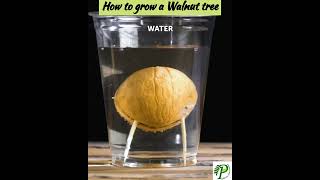 Growing Tips for Walnut tree [upl. by Enomahs777]