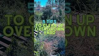 How To Clean Up Overgrown Yard 5 Professional Tips [upl. by Lenahc]