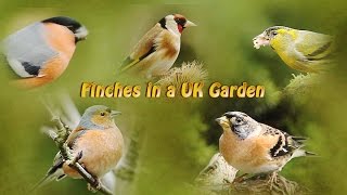 Finches in a UK Garden [upl. by Rhoades]