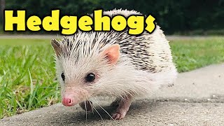 Hedgehogs  10 Cute Facts about the Hedgehog [upl. by Hooke]