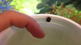 Cute Baby Mystery Snail Just Hatched [upl. by Naivaj]