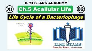 Lytic cycle of bacteriophage Lyosogenic cycle of bacteriophage  class 11 biology chapter 5 [upl. by Melvena957]