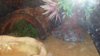 Leucistic Ball Python at Petsmart dothan al [upl. by Myrtle]