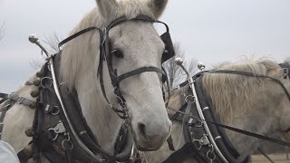 Christmas Eve carriage rides at Shelburne Farms [upl. by Nosilla]