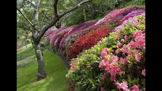 Leura Blue Mountains in Spring [upl. by Lula]