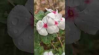 Catharanthus roseus  Nitya Pushpa nature [upl. by Aiceila683]