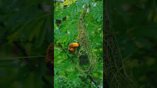 Weaver birds build nests Birdprotectingbirdyellowbreasted weaverbirdnatural [upl. by Krigsman660]