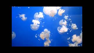 Phyllorhiza punctata  whitespotted jellyfish [upl. by Yasmeen]