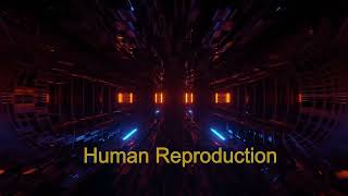 NCERTClass12BioCh2Human Reproduction  Deep Dive Podcast Chapter Summary [upl. by Llevaj]