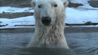 Polar Bear  Spy on the Ice Highlight Reel [upl. by Lennahs]