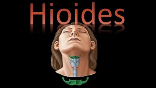 🦴 Hiodes Viscerocráneo  Cráneo y cara  Cuello  Anatomía [upl. by Hillard]