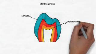 enamel 1  oral histology  ezzat shouman [upl. by Saxon]