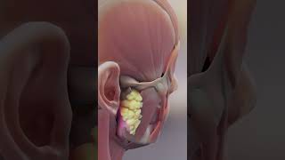 Vestibulo Ocular Reflex ear biology medical anatomy [upl. by Correna]