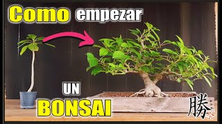 ⚠ COMO HACER UN BONSAI de OMBU ⚠ [upl. by Yorled43]