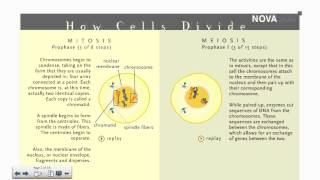 Meiosis Part 1 IB Biology [upl. by Rubel]