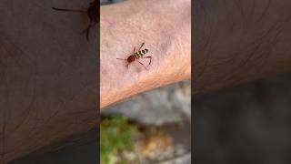 A Wet Neoclytus Acuminatus RedHeaded Ash Borer Longhorn Beetle [upl. by Nevai474]