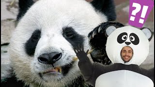 TOP 10 dingen die jij niet wist over pandas [upl. by Constant200]