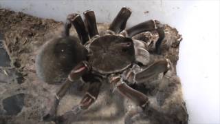 Tarantula feeding video 4 [upl. by Enaamuj]