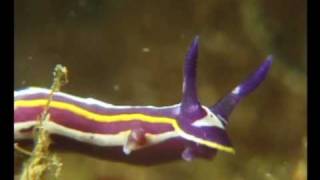 Nel mare di Pantelleria  8° Il nudibranco quotHypselodoris messinensisquot [upl. by Nylecsoj]