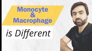 Monocyte amp Macrphage  Primaray location  Difference  UrduHindi [upl. by Kowatch]