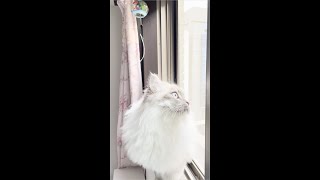 Wind a Wind Chime and a Cat 風と風鈴と猫 [upl. by Nomahs]