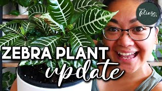 Zebra Plant Propagation Update Aphelandra Squarrosa [upl. by Tasiana]