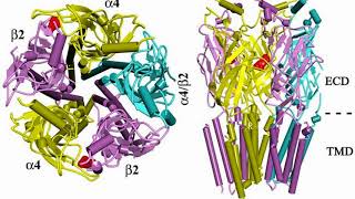 Difference Between Muscarinic and Nicotinic Receptors [upl. by Allix]