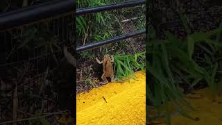 The Amplexus of the Frogs nature frogs Hopegardens Jamaica Caribbean mating [upl. by Eelibuj361]