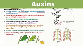 Auxins  Plant Hormones [upl. by Kleiman]