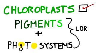 Chloroplasts Pigments And Photosystems in Photosynthesis [upl. by Niatsirk]