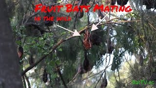 BatTV Australian Fruit Bats Megabats mating in the wild [upl. by Anigger]