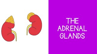 55 Endocrine The Adrenal Glands [upl. by Zsamot640]