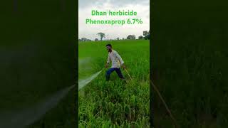 dhan herbicide spray pheoxaprop 67  24d  bispayeribac sodium 10 n herbicides farming kisan [upl. by Eddi]