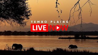 Tembo Plains  Wildlife Live Stream – Zimbabwe [upl. by Firehs]